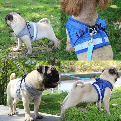 Petheartpoint - Pet Harness and Leash Set